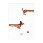 Paper Collective - Doug the Dachshund, 50 x 70 cm