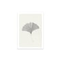The Poster Club - Ginkgo Leaf von Ana Frois, 30 x 40 cm