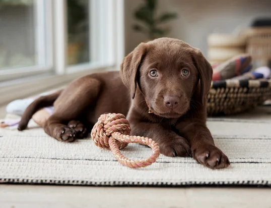 Hundespielzeug von Hay