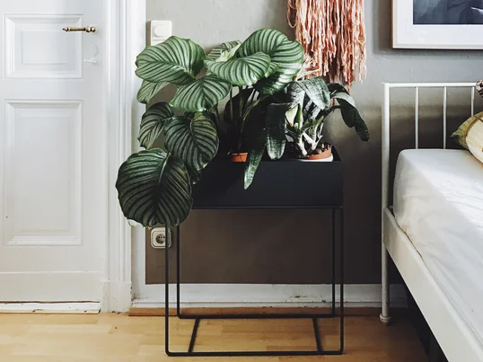 ferm Living - Plant Box, schwarz - Situation -Blog Herz & Blut