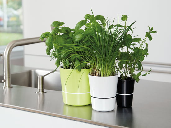 Kräutertöpfe online kaufen | connox.ch