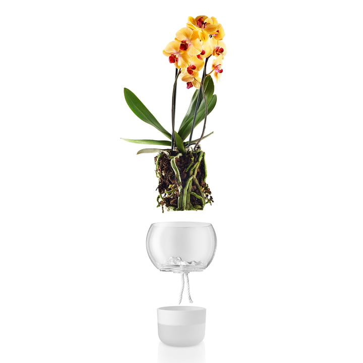 Selbstbewässernder Orchideentopf von Eva Solo