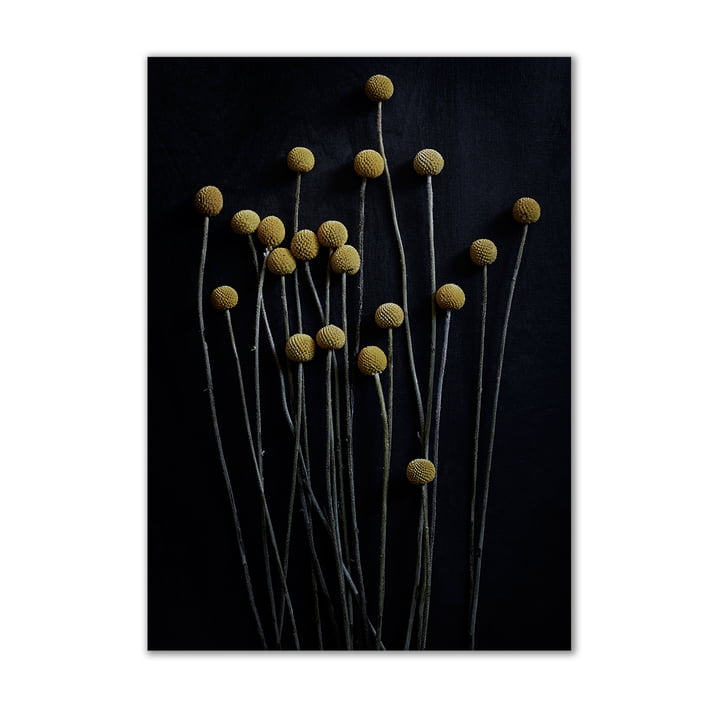 Paper Collective - Stillleben 01 (yellow drumstick), 50 x 70 cm