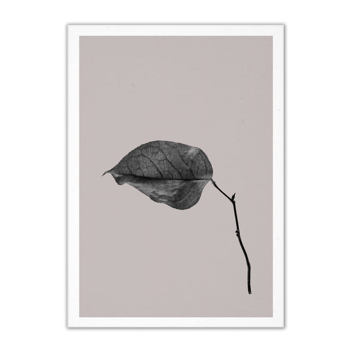 Paper Collective - Sabi Leaf 03, 50 x 70 cm