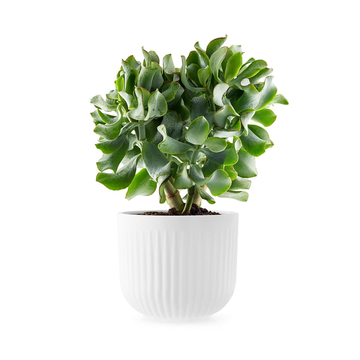Legio Nova Übertopf Ø 15,5 cm von Eva Trio in weiss