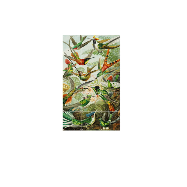Kolibris (Haeckel) 60 x 100 cm von IXXI