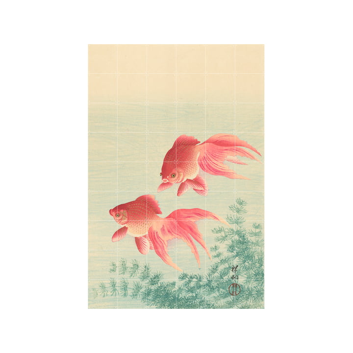 Two Goldfish Wandbild, 120 x 180 cm von IXXI 