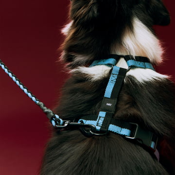 HAY - Dogs Hundegeschirr, M, blau / schwarz