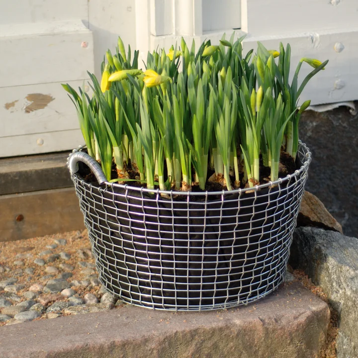 Classic 35 Drahtkorb als Blumentopf