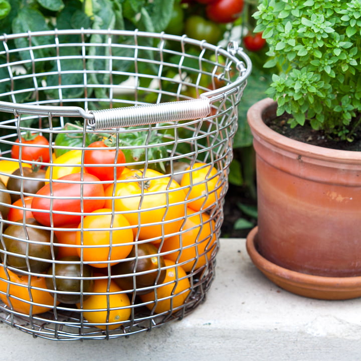 Drahtkorb für reife Tomaten