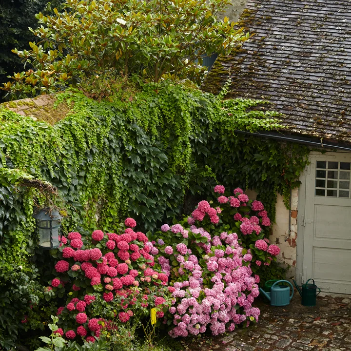 Gesa Hansen Homestory Garten