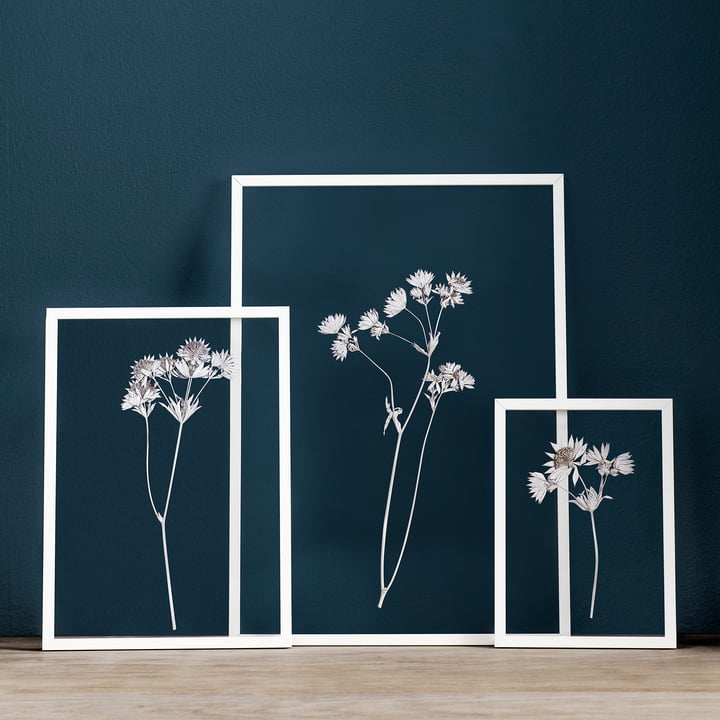 Frame Bilderrahmen von Moebe in weiss mit getrockneten Blüten