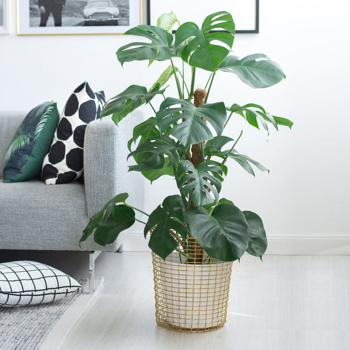 Monstera – für tropisches Dschungel-Flair