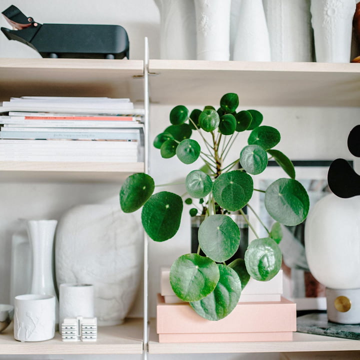 Pilea peperomioides, Glückstaler oder Chinesischer Geldbaum – Trendpflanze aus Asien