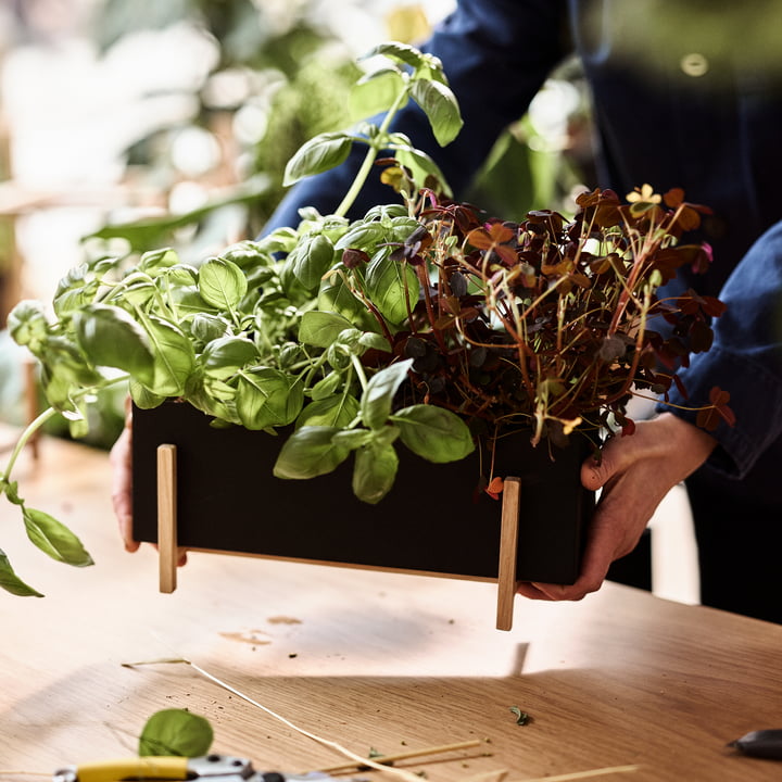 Die Botanic Box von Design House Stockholm lässt Luft zirkulieren