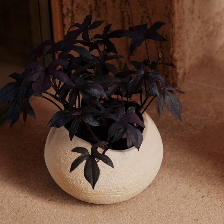 Plantas Pflanzentopf, elfenbein, H 17 cm von Audo