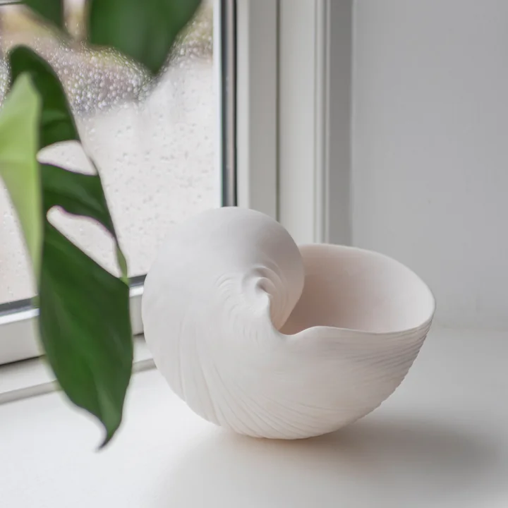 Conch Muscheln von Mette Ditmer