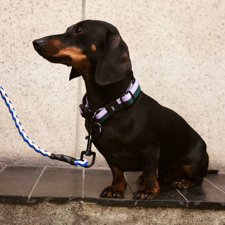 Dogs Hundehalsband, S/M lavendel / grün von Hay