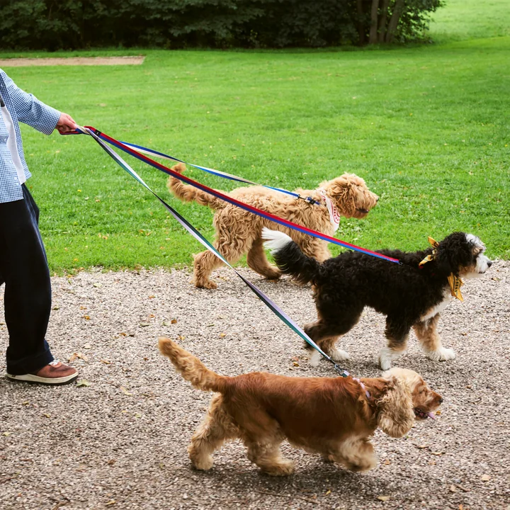 HAY - Dogs Hundeleinen