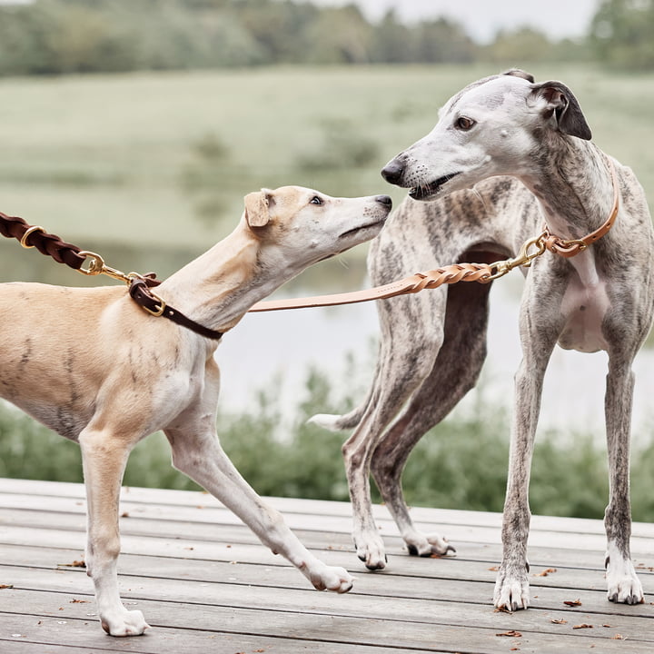 OYOY ZOO - Robin Hundehalsband