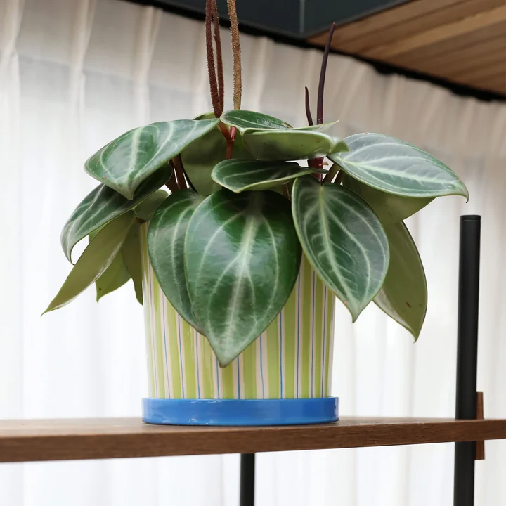 &klevering - Ray Blumentopf mit Untersetzer, Ø 16,5 x 16,5 cm, grün / blau / weiss