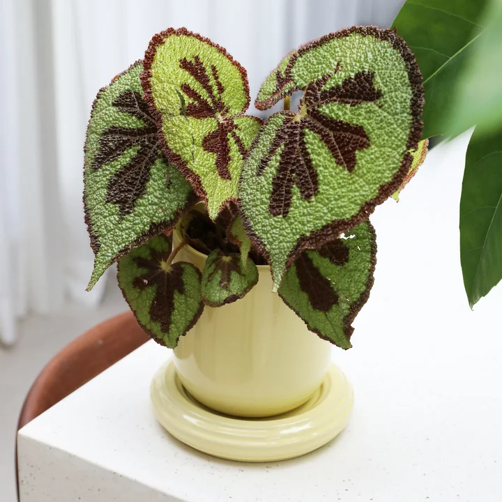 &klevering - Churros Blumentopf, Ø 14,5 x 15 cm, butter