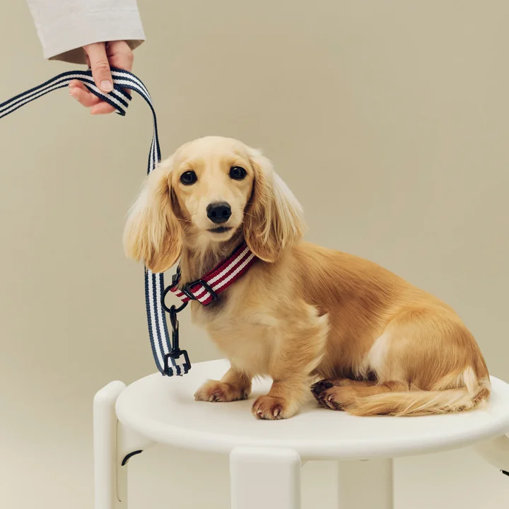 HAY - Dogs Hundeleine, S/M, blau / weisse Streifen