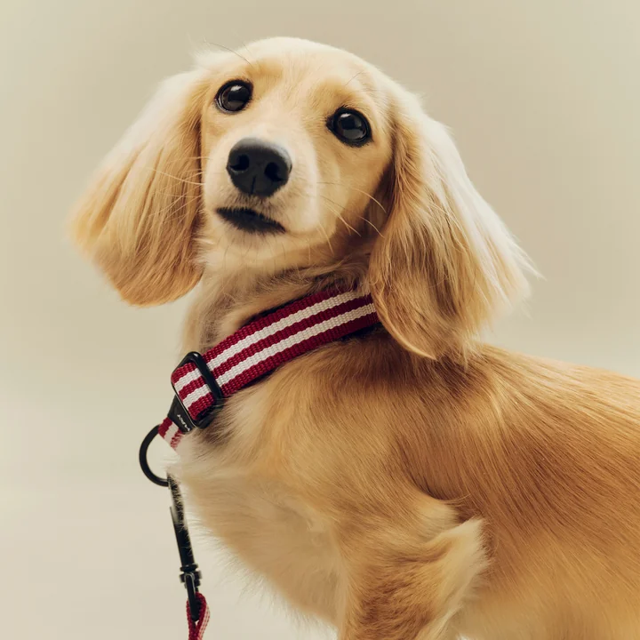 HAY - Dogs Hundehalsband, S/M, rot / weisse Streifen