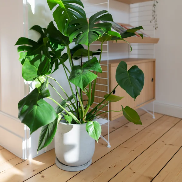 Hellgrauer Übertopf der Collection zu Hause bei jennifer.paro